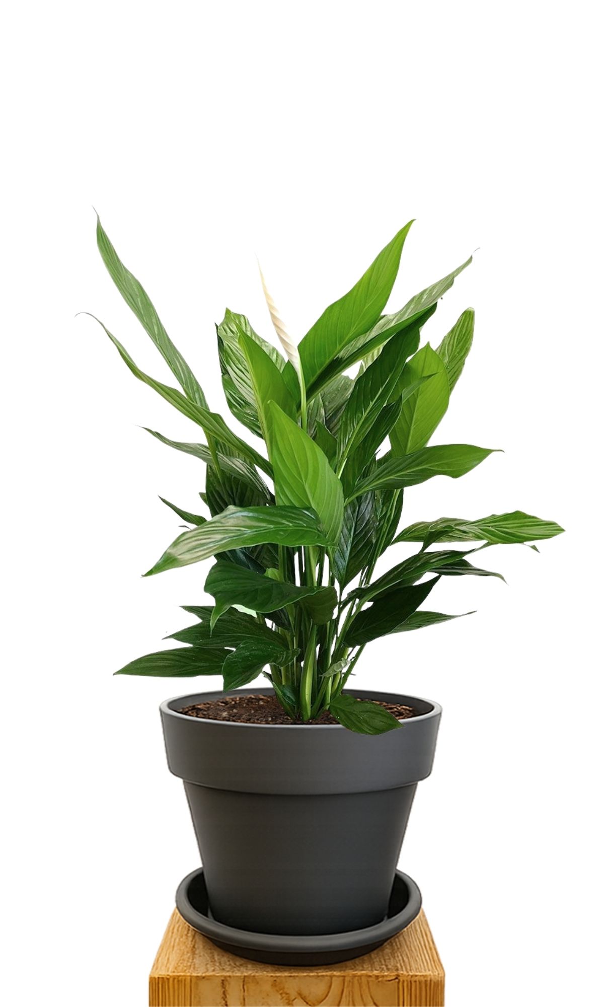 Plant kit 30 Anthracite